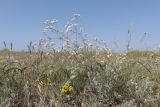 Galium octonarium. Цветущее растение. Западный Крым, мыс Лукулл, степь. 01.06.2022.