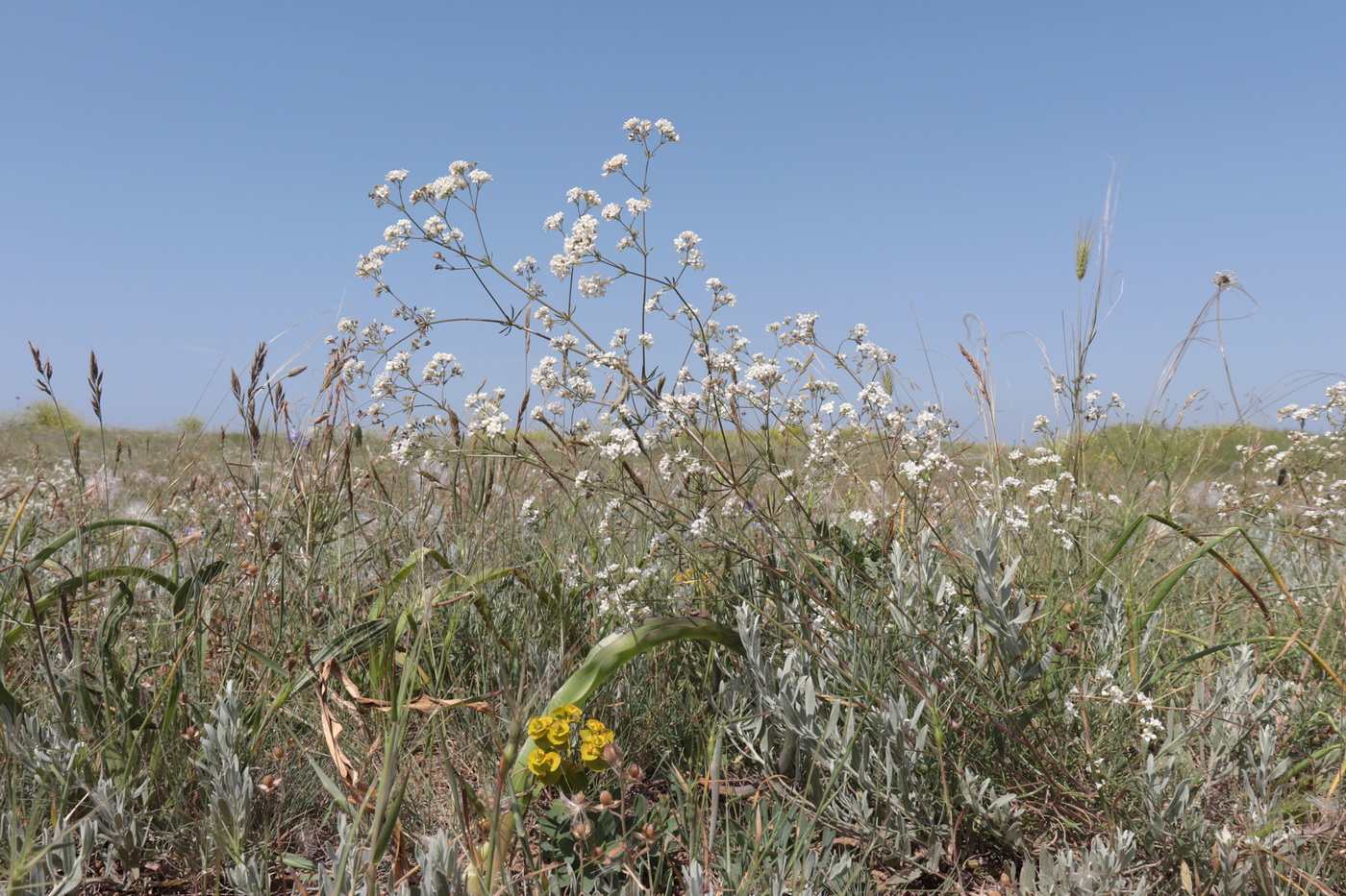 Image of Galium octonarium specimen.