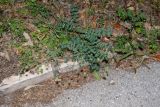 Poterium sanguisorba. Отцветающее растение. Израиль, Иудейские горы, г. Иерусалим, ботанический сад университета. 02.05.2022.