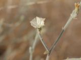 Convolvulus divaricatus