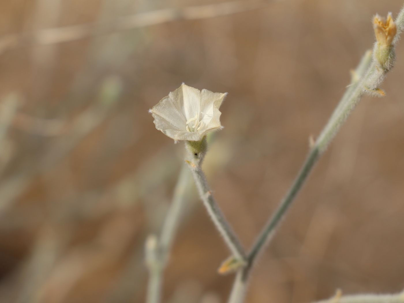 Image of Convolvulus divaricatus specimen.