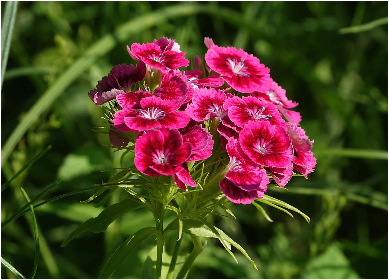 Изображение особи Dianthus barbatus.