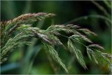Calamagrostis epigeios