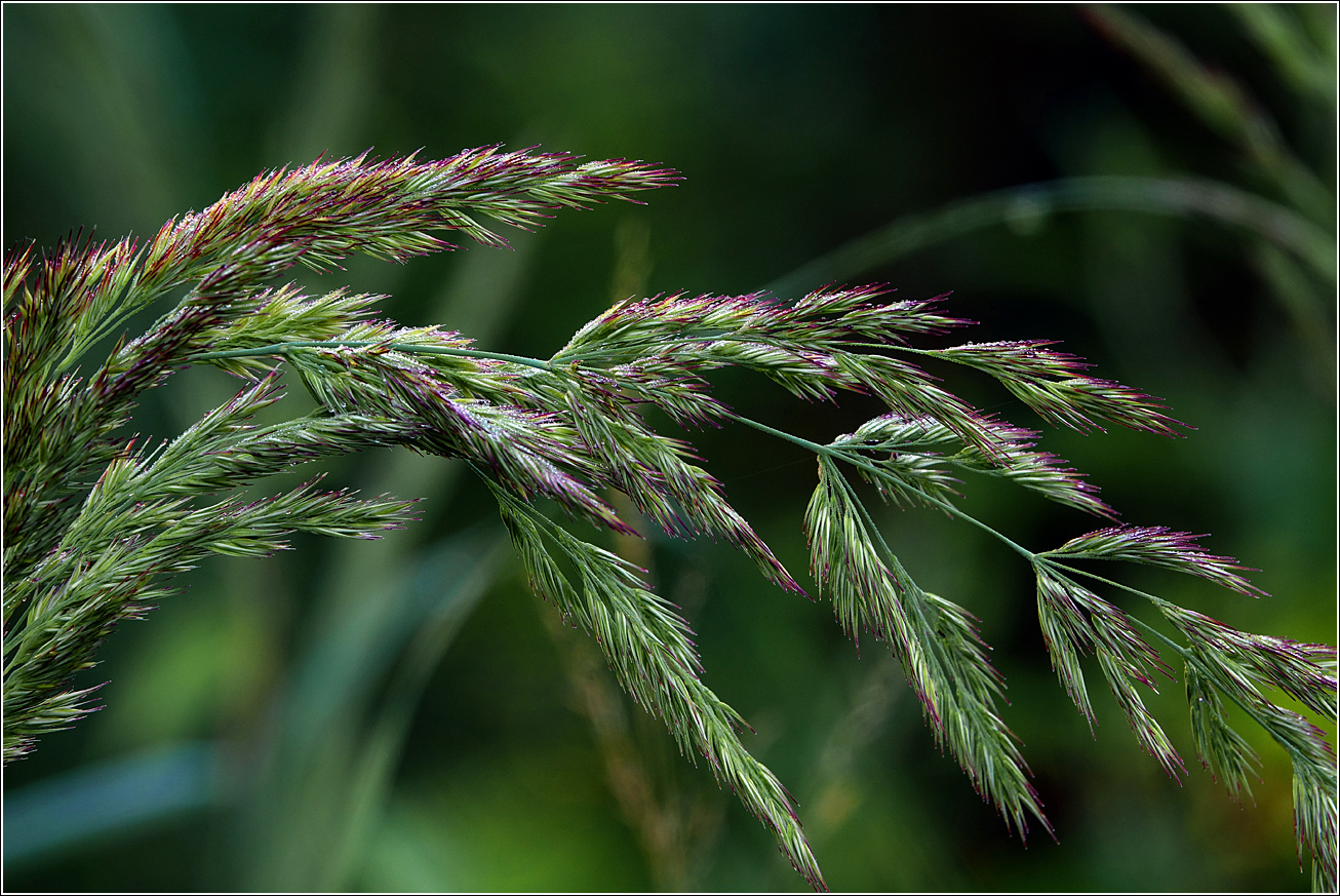 Image of Calamagrostis epigeios specimen.