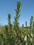 Bassia form trichophylla