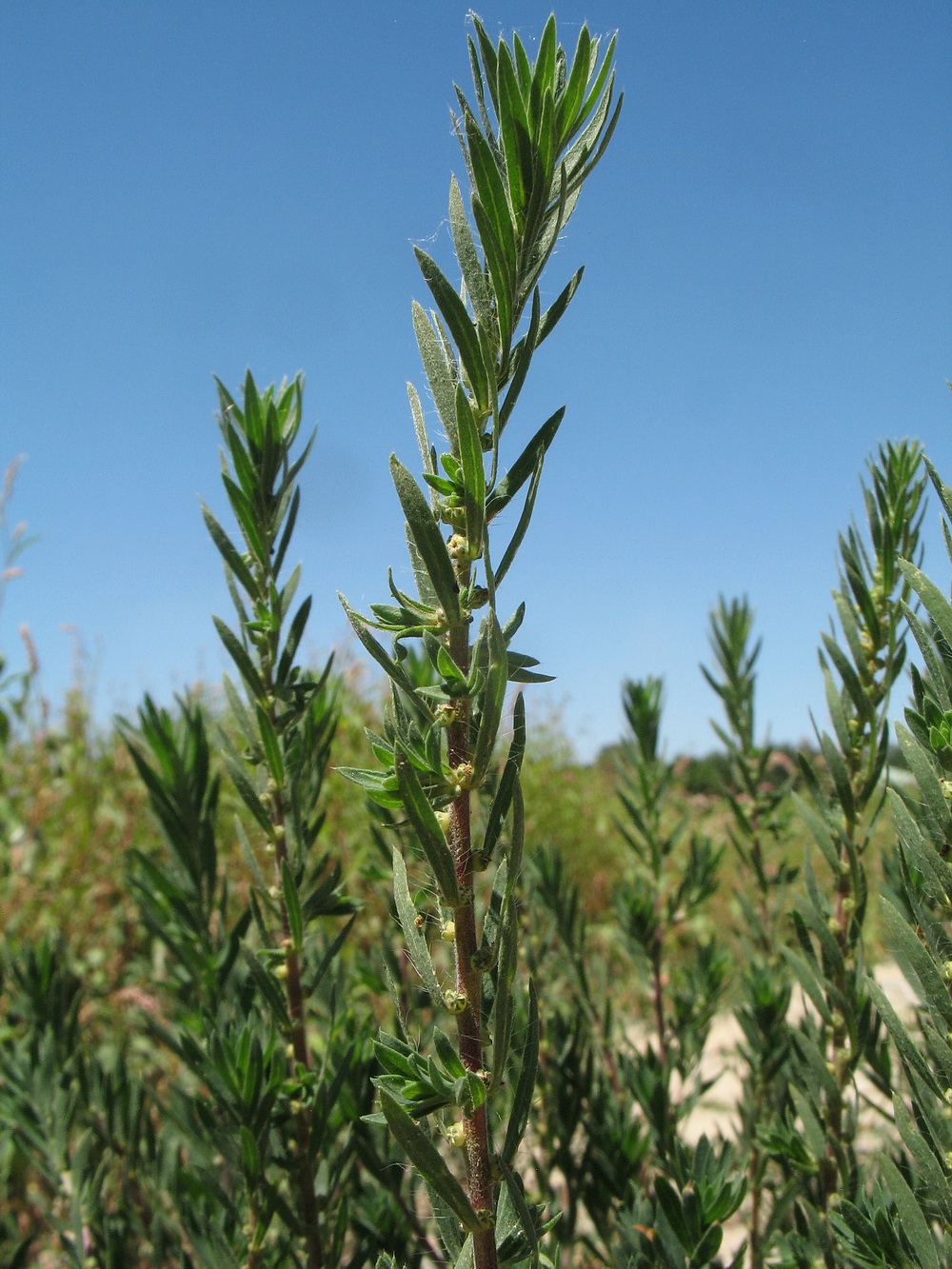 Image of Bassia scoparia f. trichophylla specimen.