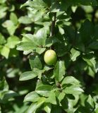 Prunus cerasifera. Плодоносящая ветвь. Республика Ингушетия, Джейрахский р-н, окр. ур. Пялинг, высота 1550 м н.у.м., рядом с берегом ручья. 20 июня 2022 г.