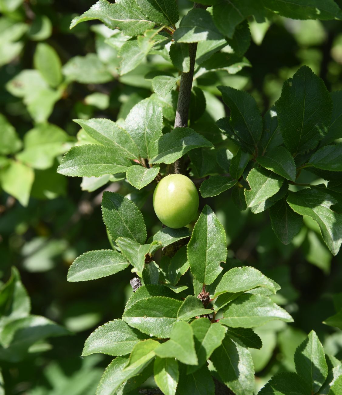 Image of Prunus cerasifera specimen.