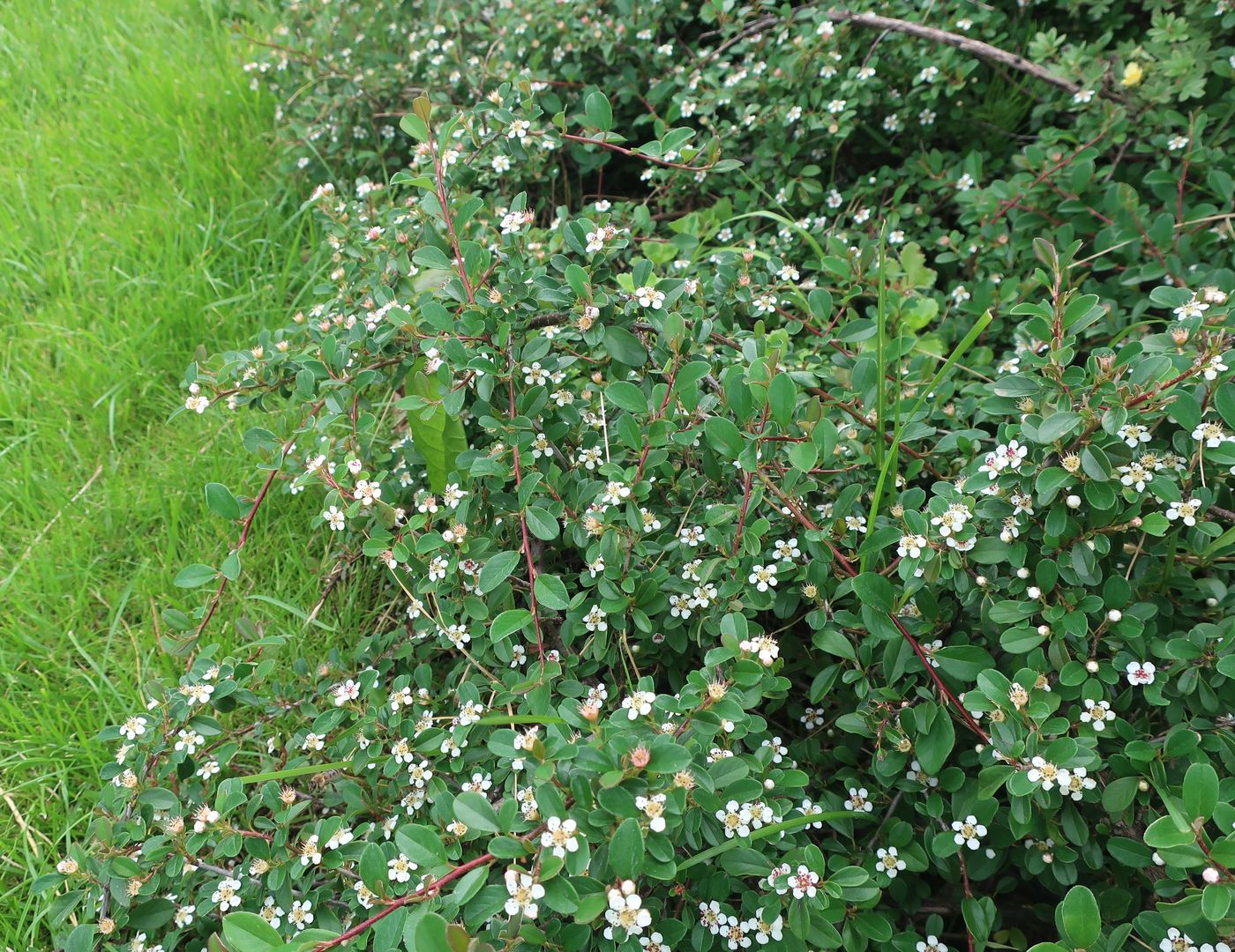 Image of Cotoneaster dammeri specimen.