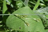 genus Juncus. Часть побега с соцветием. Республика Ингушетия, Джейрахский р-н, окр. ур. Таргим, правый берег р. Асса в 400 м от башен Таргим ниже по течению, заболоченное место на берегу ручья. 21 июня 2022 г.