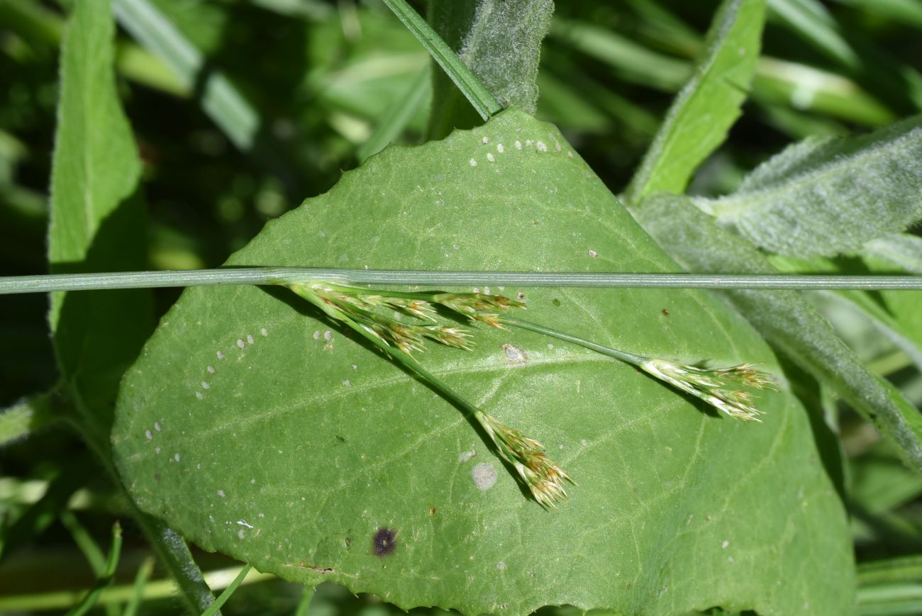 Image of genus Juncus specimen.