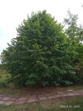 Tilia × europaea