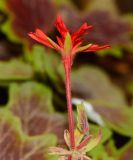 род Pelargonium