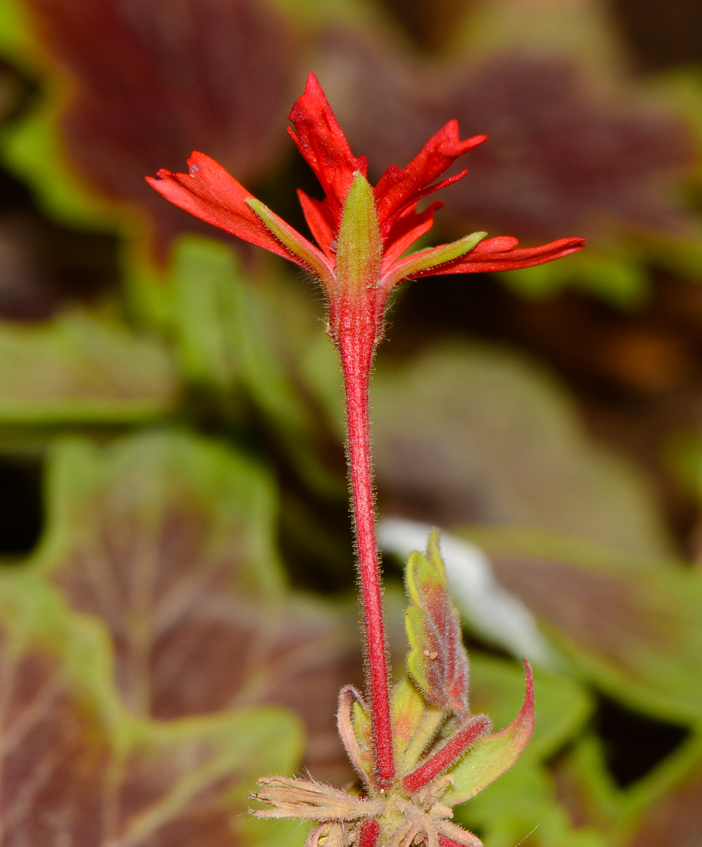 Изображение особи род Pelargonium.