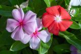 Catharanthus roseus