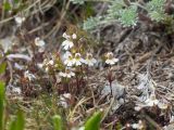 Euphrasia ossica