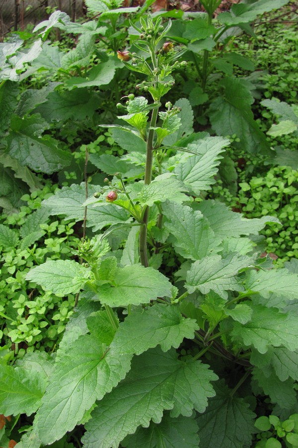 Изображение особи Scrophularia scopolii.