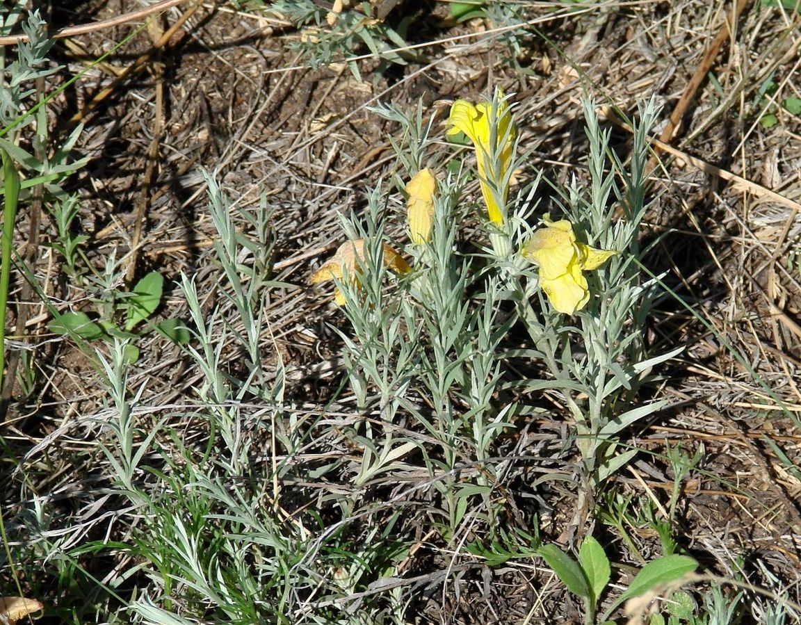 Image of Cymbaria daurica specimen.