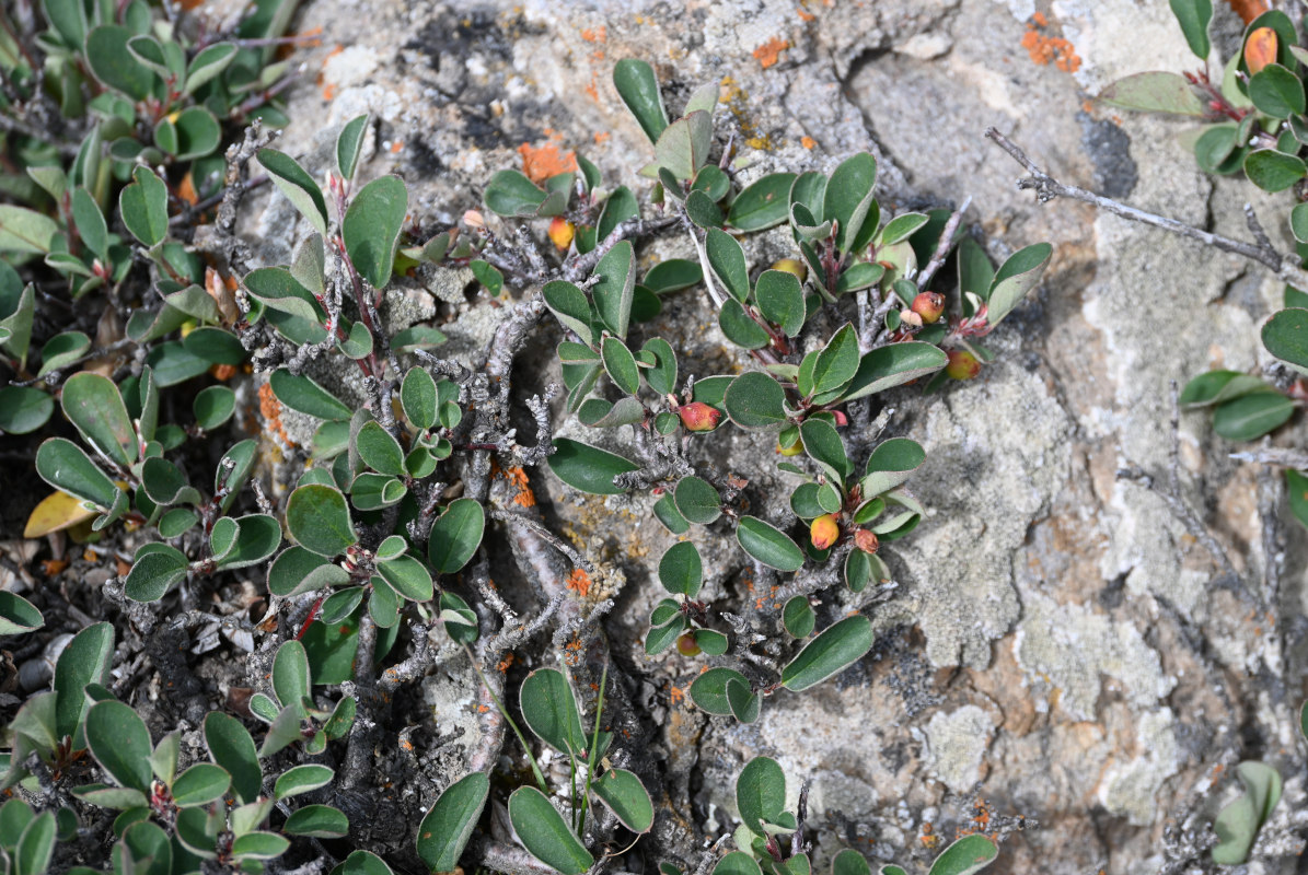 Image of Cotoneaster pojarkovae specimen.
