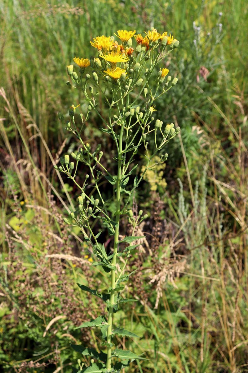 Изображение особи Hieracium virosum.