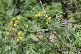 Bupleurum densiflorum. Верхушка цветущего растения. Киргизия, Иссык-Кульская обл., Кунгей Алатау, ущ. Чолпон-Атинское, ≈2500 м н.у.м., мелкозёмистый склон с зарослями стелющегося можжевельника. 2 августа 2022 г.