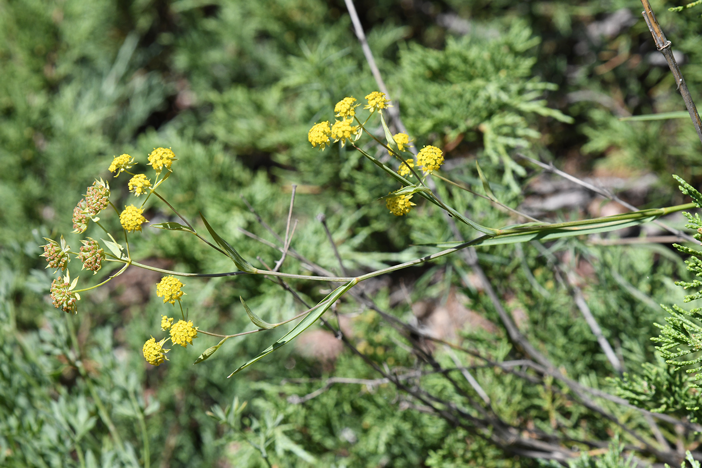 Изображение особи Bupleurum densiflorum.
