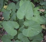 Aristolochia clematitis