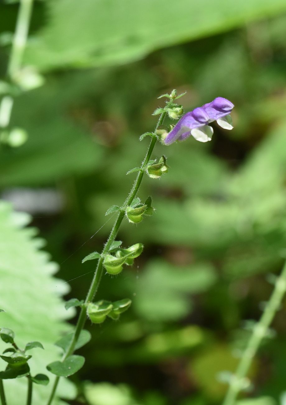 Image of Scutellaria altissima specimen.