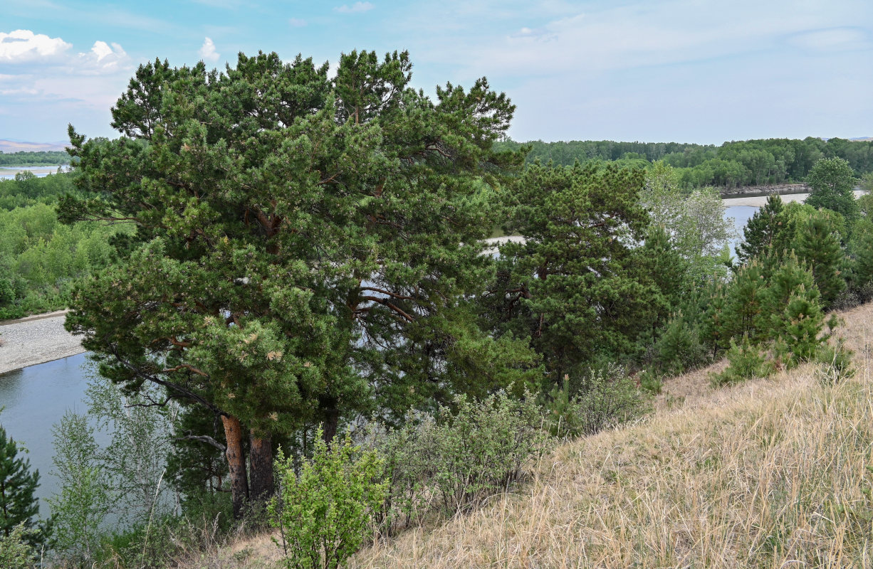 Изображение особи Pinus sylvestris.