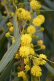 Acacia salicina