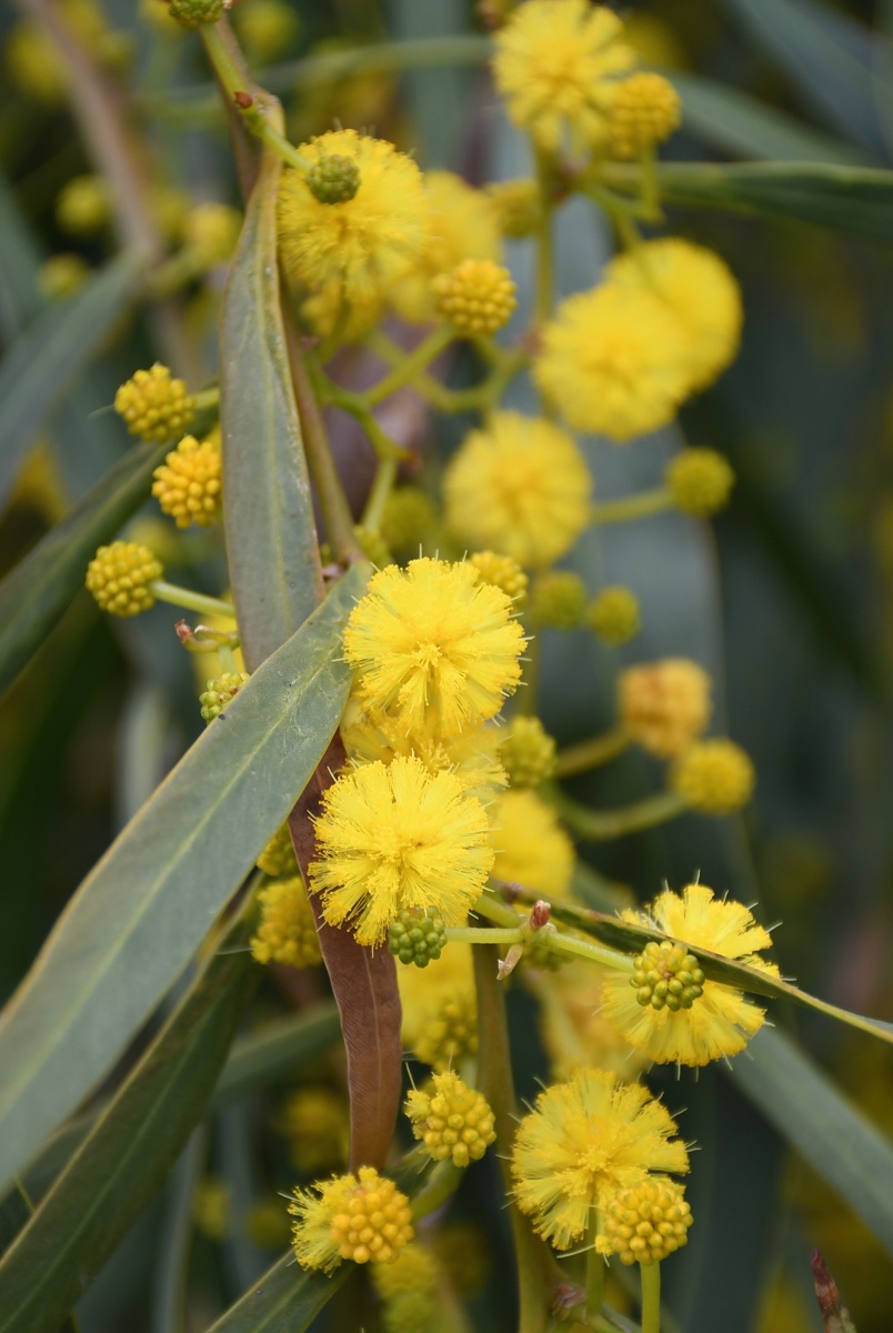 Image of Acacia saligna specimen.