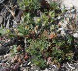 Malva aegyptia