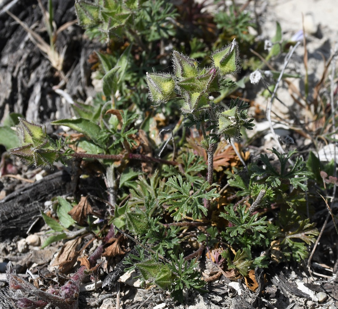Image of Malva aegyptia specimen.