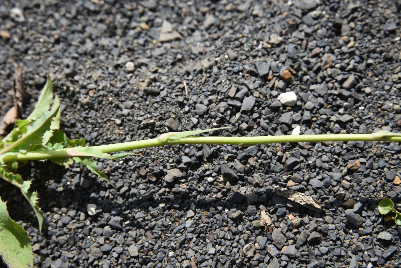 Image of Cicerbita racemosa specimen.