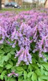 Corydalis solida