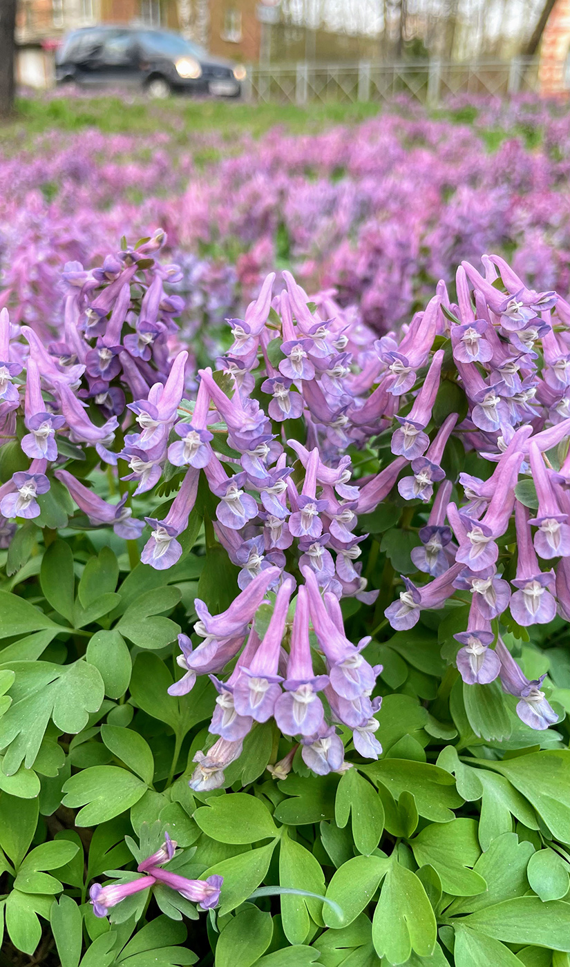 Image of Corydalis solida specimen.