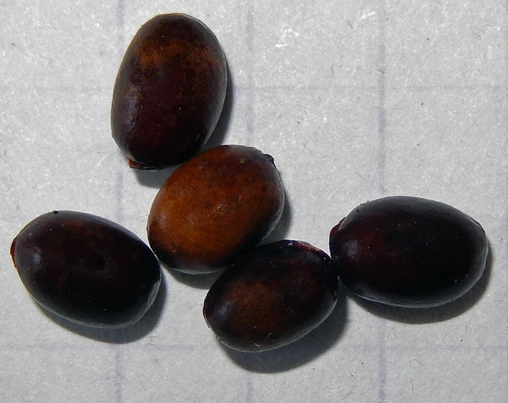 Image of Paeonia tenuifolia specimen.