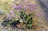 Limonium scoparium. Цветущее растение. Ростовская обл., Азовский р-н, окр. с. Пешково, засолённый участок поймы р. Кагальник. Конец августа 2004 г.