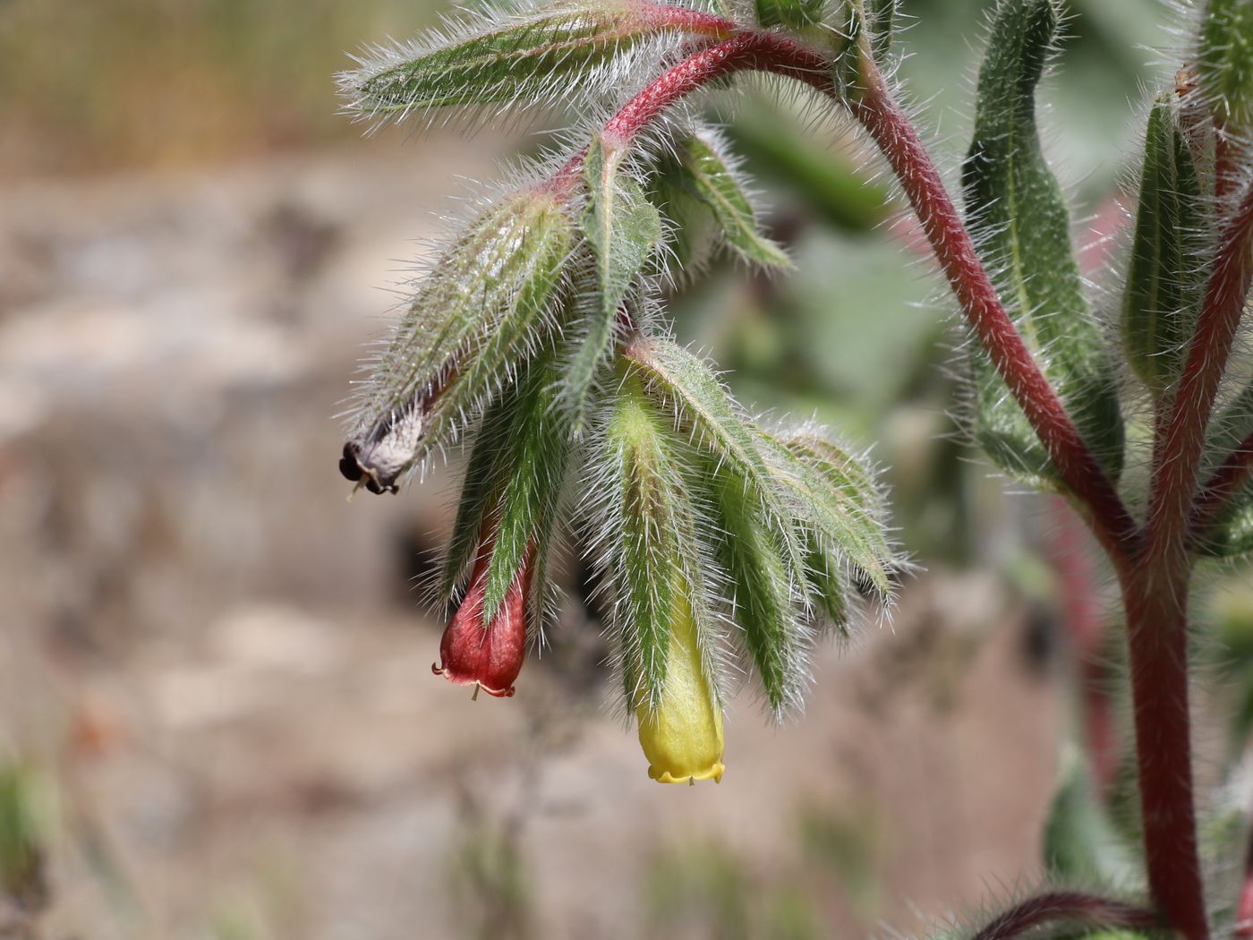 Image of Onosma dichroantha specimen.