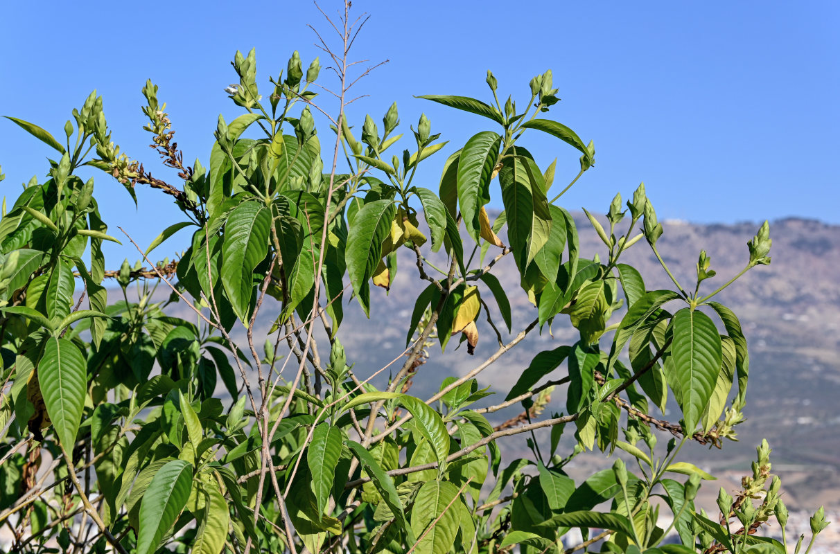 Image of Justicia adhatoda specimen.