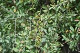 genus Berberis. Плодоносящая ветвь с незрелыми плодами. Кабардино-Балкария, Эльбрусский р-н, окр. устья р. Бедык, заросли на правом берегу. 25 июля 2022 г.