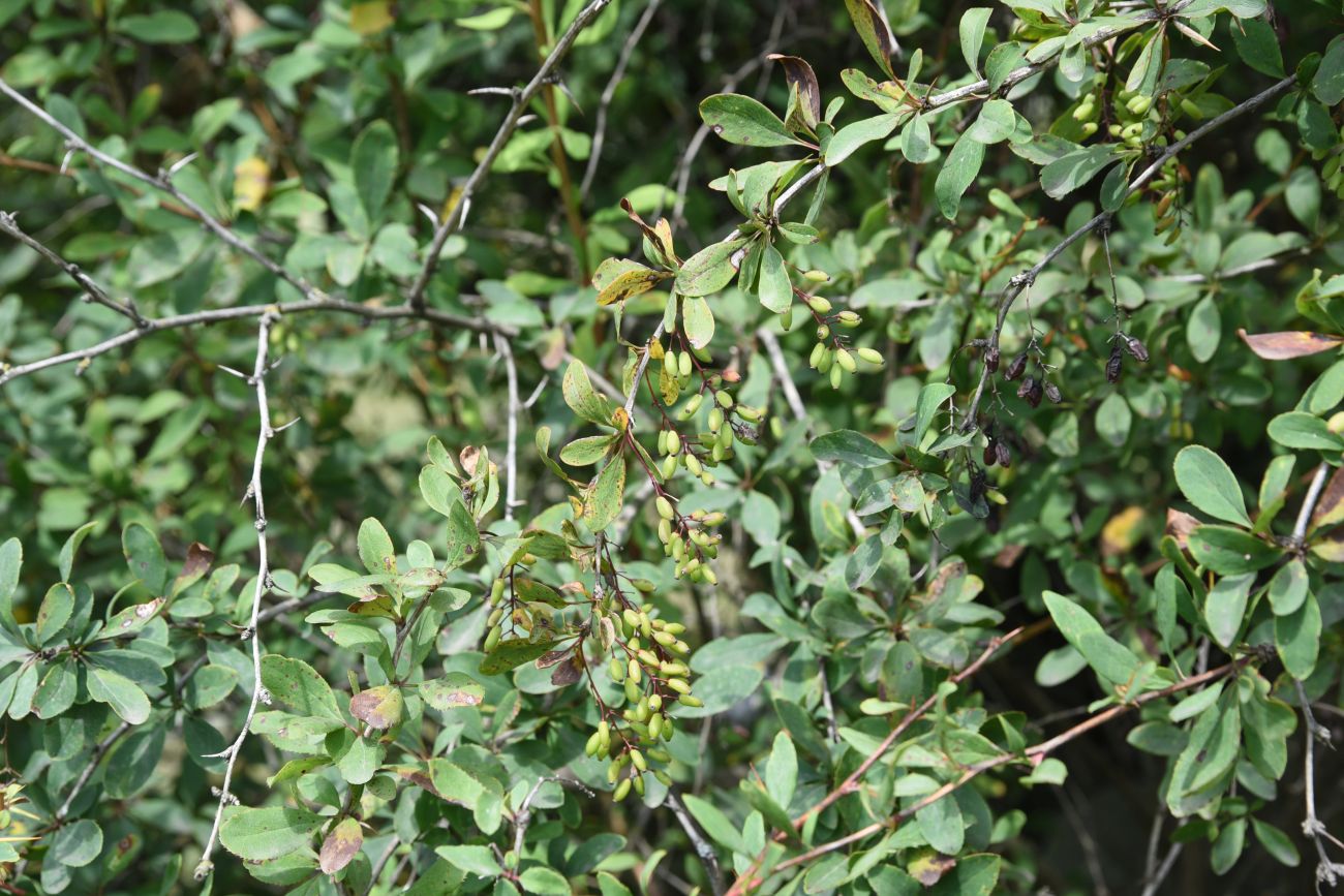 Image of genus Berberis specimen.