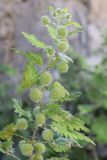 Urtica pilulifera. Верхушка плодоносящего растения. Крым, Севастополь, Инкерман, крепость Каламита. 21.06.2023.