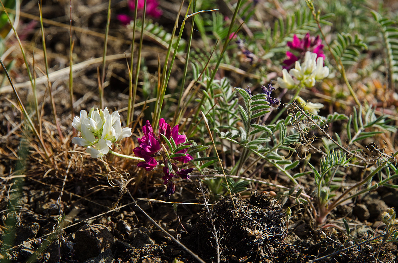 Image of Oxytropis floribunda specimen.