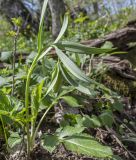 Fritillaria ophioglossifolia