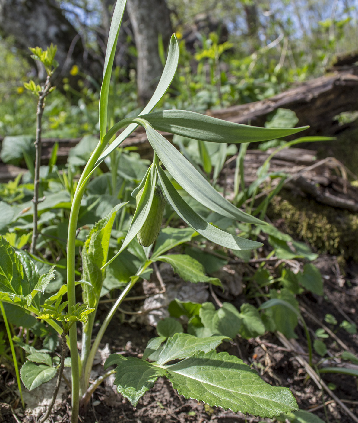 Image of Fritillaria ophioglossifolia specimen.