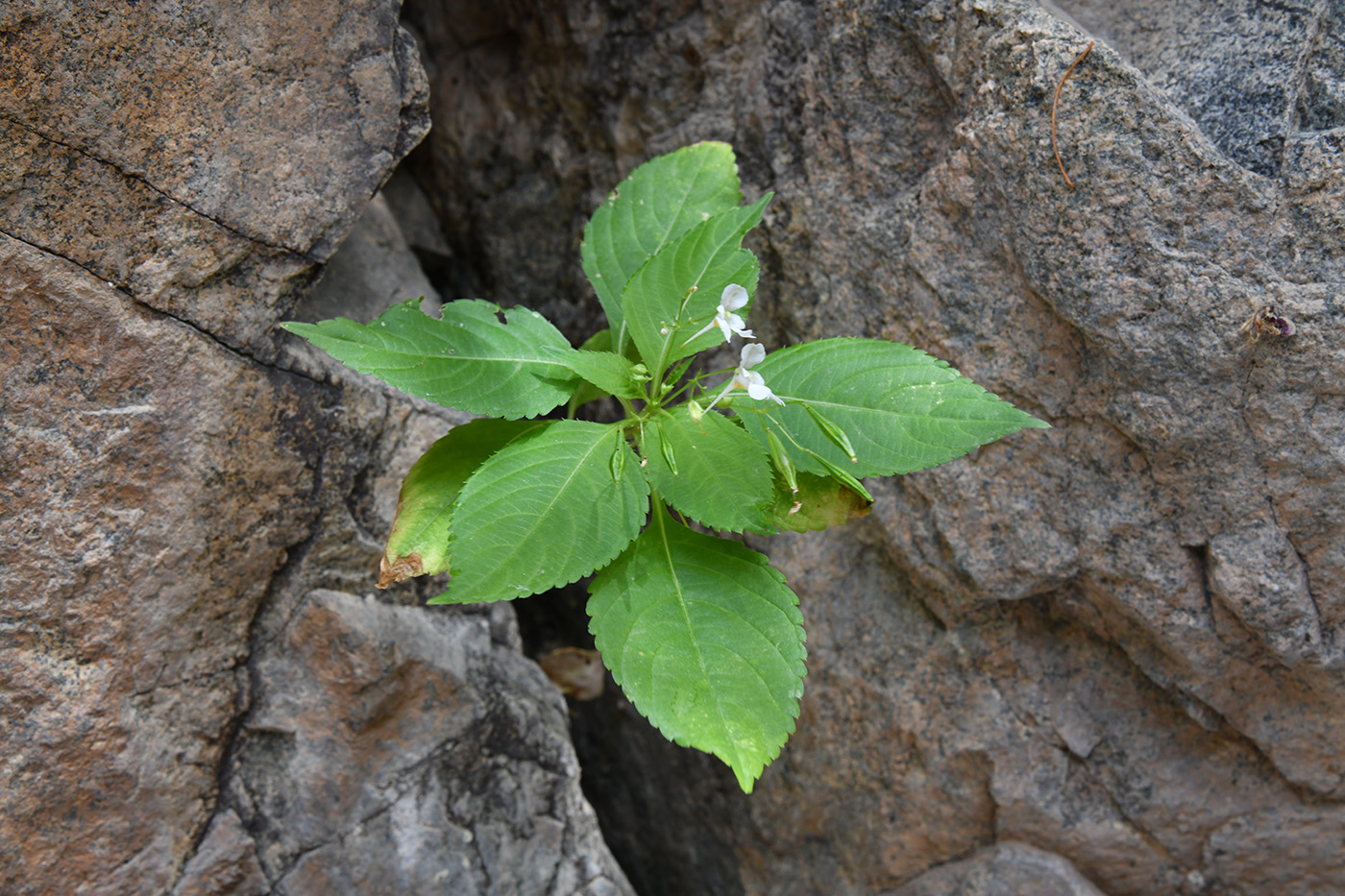 Image of Impatiens parviflora specimen.