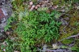 Atragene sibirica