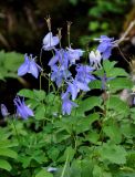 Aquilegia amurensis. Верхушка цветущего растения в сообществе с Sanguisorba. Хабаровский край, р-н им. Полины Осипенко, хр. Дуссе-Алинь, берег оз. Горное, ≈ 1300 м н.у.м., у воды. 20.07.2021.