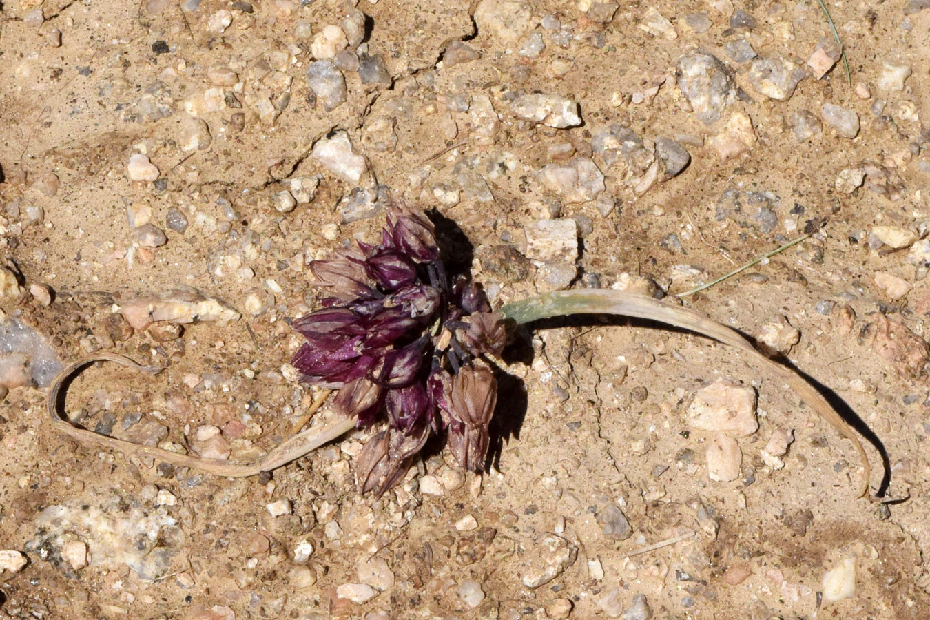 Изображение особи Allium oreophilum.